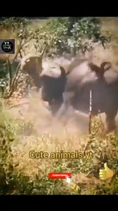 Very Amazing Cute Animals Attacked Lion Videos 2022 _ animal attack #shorts #viral #video #animals