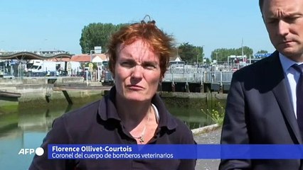 La ballena beluga varada en el río Sena murió durante el rescate