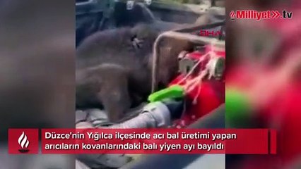 Acı bal yiyen ve bayılan ayının halleri gülümsetti