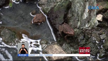 DENR, nagbabala laban sa pagpapakawala ng mga palaka para puksain ang mga lamok | UB