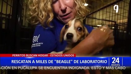 EE.UU.: rescatan más de 4 mil cachorros de raza Beagle