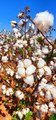 Territory Cotton | August 11, 2022 | Katherine Times
