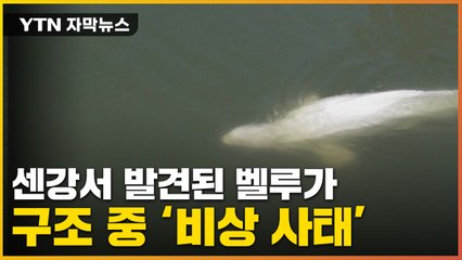[자막뉴스] 프랑스의 노력에도...흰고래 벨루가의 비극 / YTN