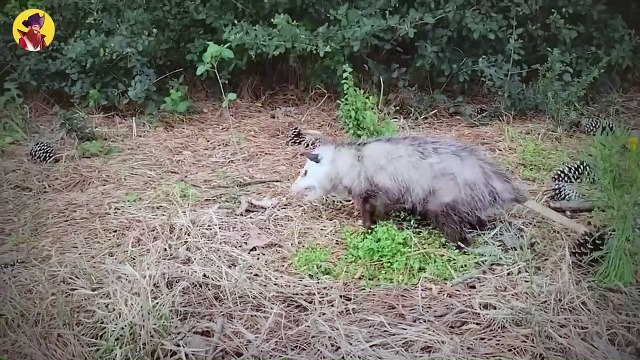 15 Drastic And Harsh Moments Of Animals Being Ripped Apart Caught On Camera