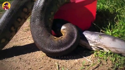15 Epic Fights And Attacks by Snakes Caught On Camera