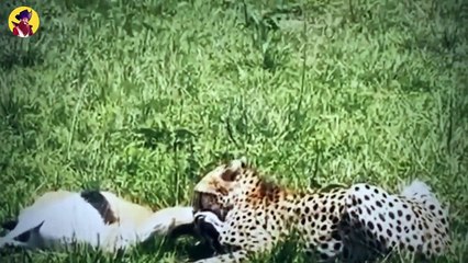 Top 14 Hunting Moments When Predators Had No Pity For Antelopes