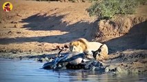 15 Hazardous Moments When Lions Hunt Mercilessly