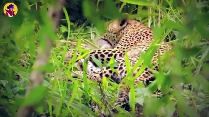 Top 45 Enthralling Moments When Skilled Cats Showed Their Angry Side