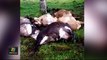 td7-rayo mata seis vacas en Los Chiles de Alajuela-100822