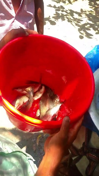 Really Amazing Fish #shorts