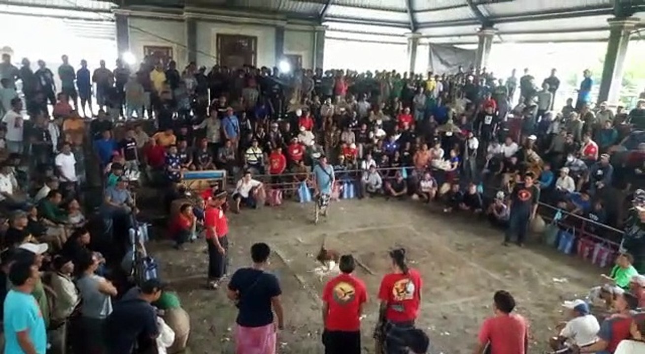 acara tajen dibali