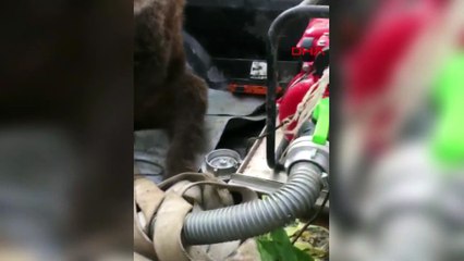 Acı balı fazla kaçıran ayı veterinerlik oldu