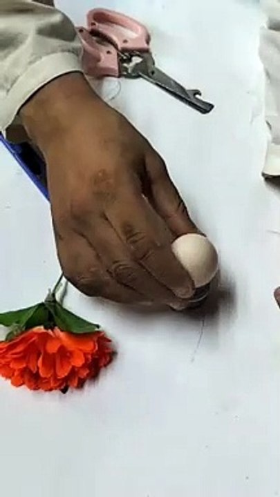 Egg guldasta