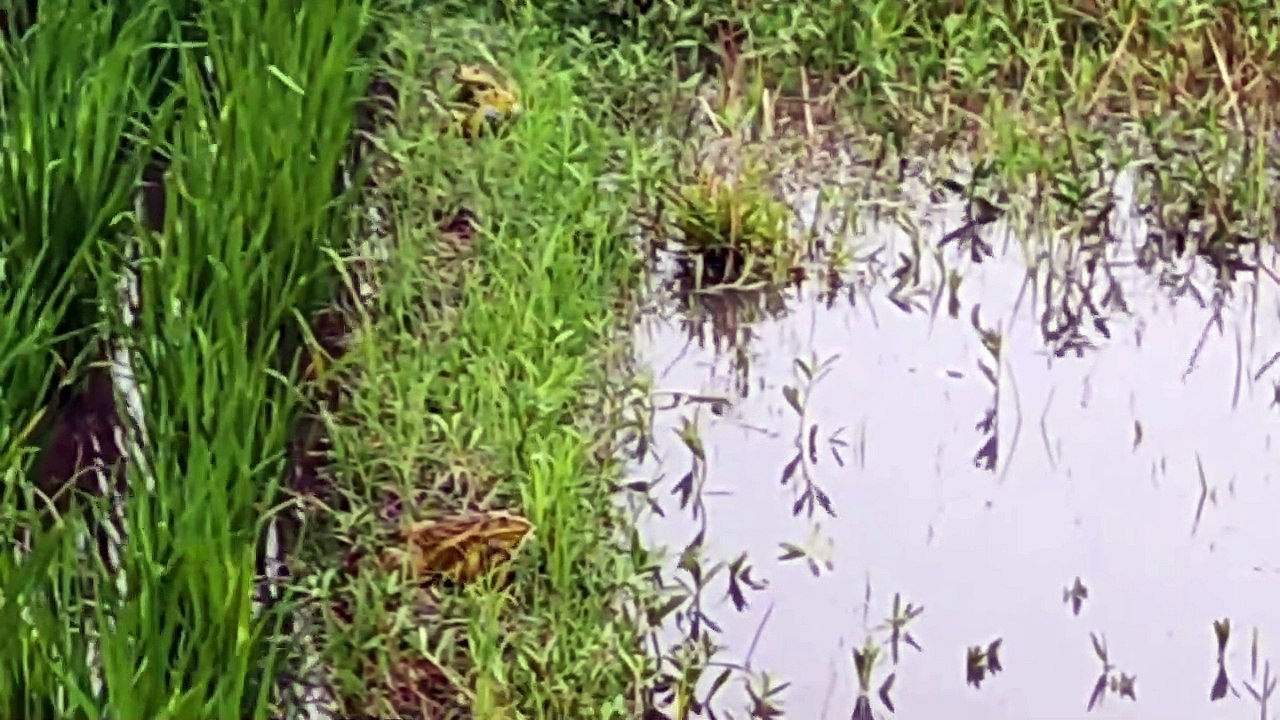 The Call of The Golden Frog _ Indian Bullfrog Mating _ সোনা ব্যাঙের ডাক  _Amazing Frog sound_ব্যাঙ
