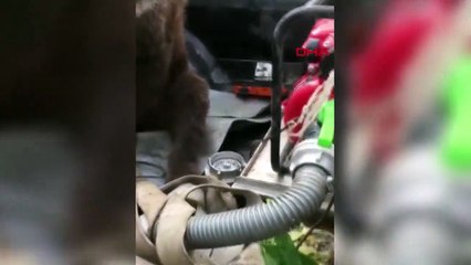 Fazla bal yiyen ayı sersemledi