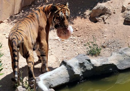 40 DERECEYİ AŞAN SICAKLARDA HAYVANLARA BUZLU KOKTEYL