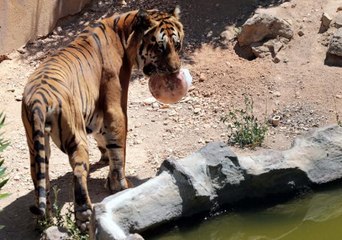 40 DERECEYİ AŞAN SICAKLARDA HAYVANLARA BUZLU KOKTEYL
