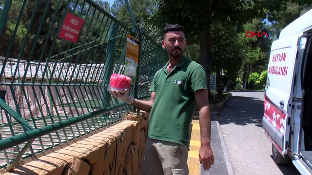 40 dereceyi aşan sıcaklarda hayvanlara buzlu kokteyl