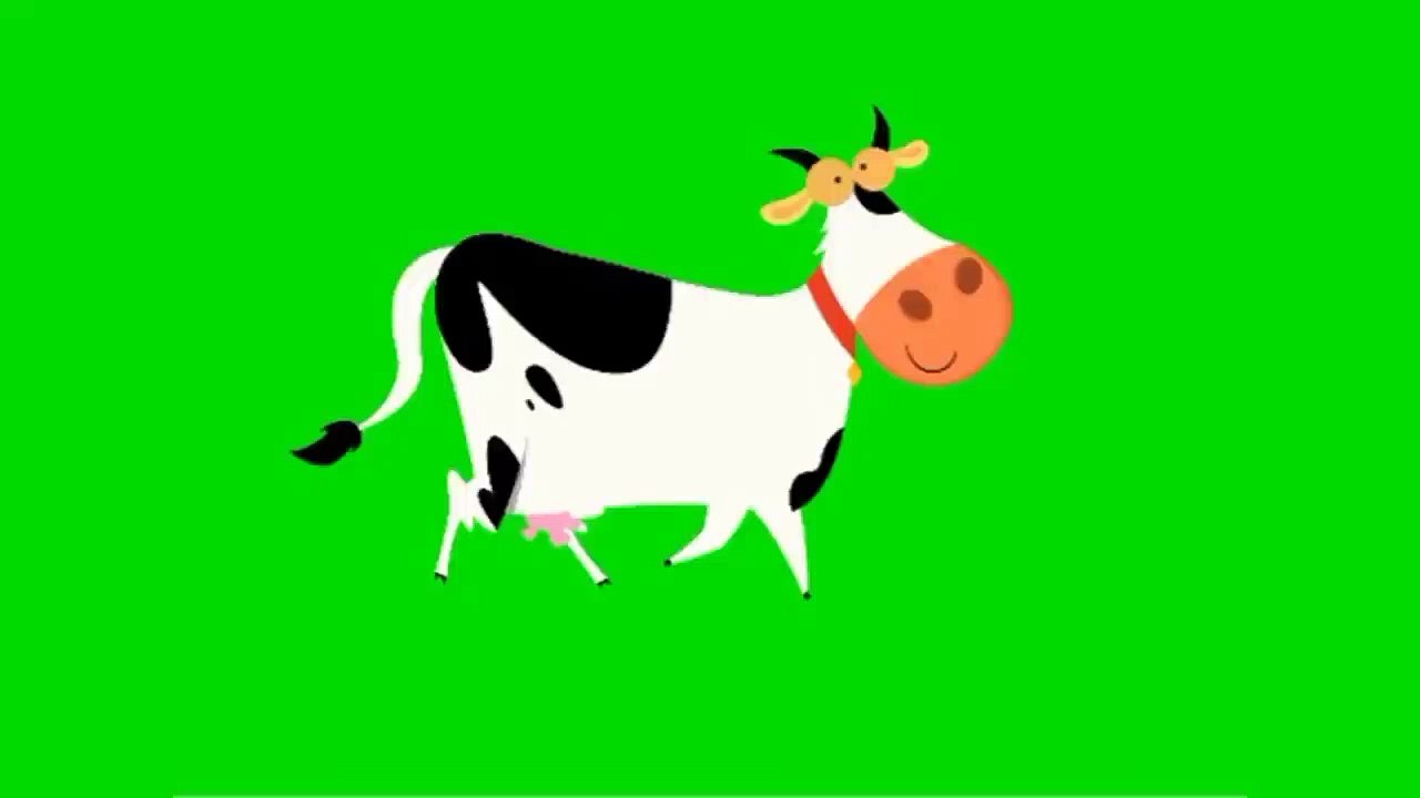 Cow walk green screen video
