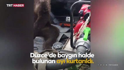Balı fazla kaçıran ayı baygınlık geçirdi