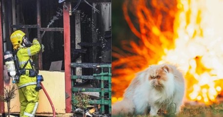 Ce chat survit à un incendie, les pompiers disent qu'il est miraculé