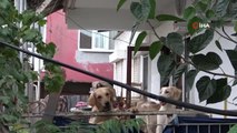 Antalya haber! Antalya'da bir evde 16 köpek beslendiği ihbarı hayvanseverleri çileden çıkardı