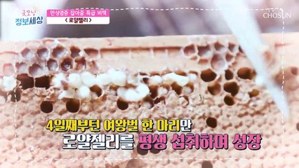 만성염증에 도움주는 성분이 가득한 로열젤리 TV CHOSUN 220811 방송