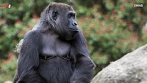Gorillas Have Been Developing Ways to Verbally Communicate With Humans