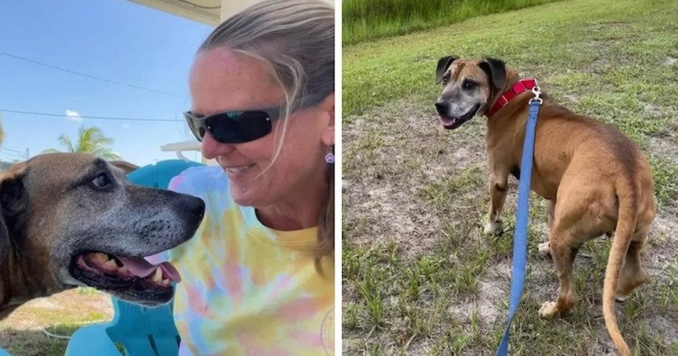 États-Unis : un chien âgé trouve une famille aimante huit ans après son arrivée au refuge