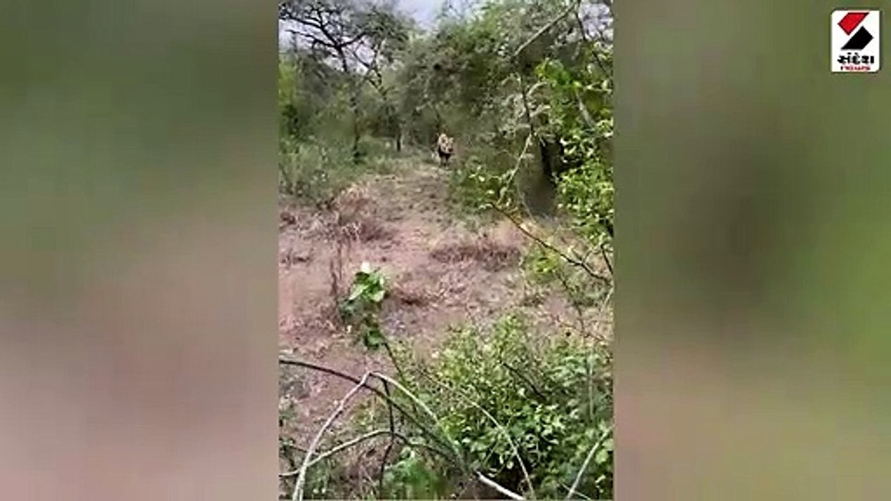 વિશ્વ સિંહ દિવસના 1 દિવસ બાદ સિંહની પજવણી શરૂ