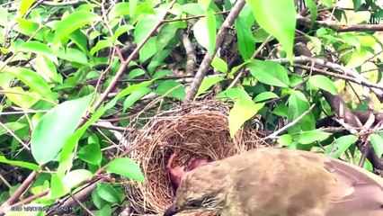 15 Epic Battles Of Ants And Other Insects