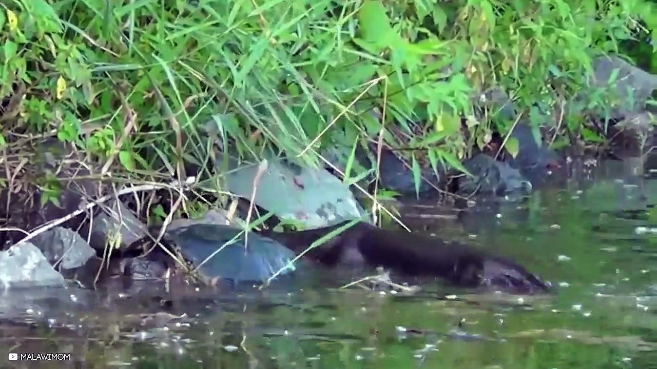 15 Animals That Are Stronger With Their Packs