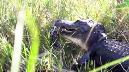 14 Merciless Moments Of Animals Being Hunted In Water