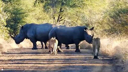 Top Bewildering Moments Of Animals Crashing With The Wrong Rhino