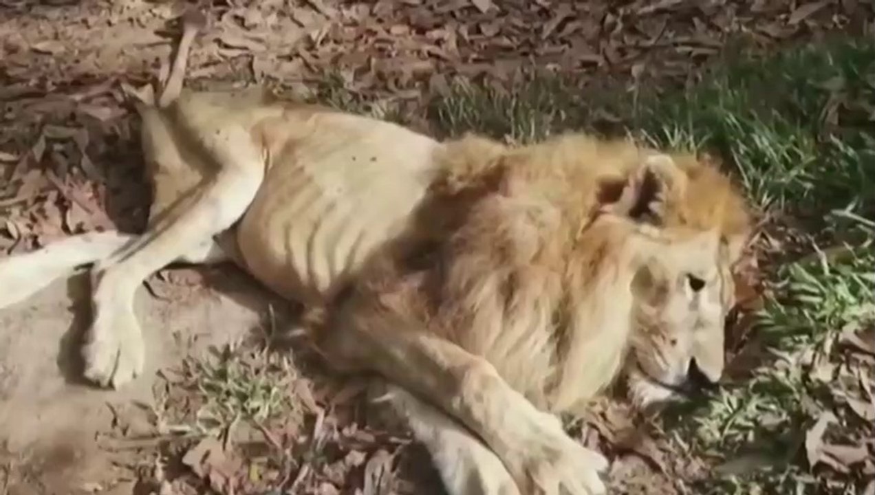 ANIMALS THAT ASKED PEOPLE FOR HELPS & KINDNESS !!