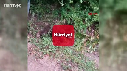 Acı baldan fazla yiyince bayılan yavru ayının durumu iyi 