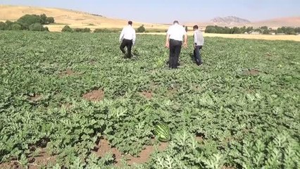 Bu yıl 102 bin ton karpuz hasadı yapılması bekleniyor