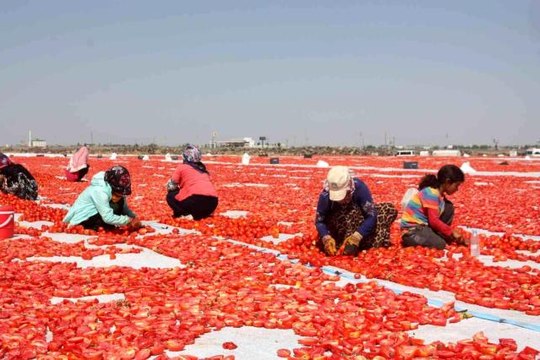 Diyarbakır haberleri... Diyarbakır Valisi Su, 2021 yılı içerisinde 127 bin 414 dekarda 376 bin 746 ton sebze üretimini gerçekleştirdik