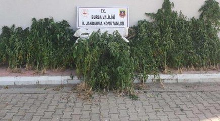 EVLERİNDE VE BAHÇELERİNDE KENEVİR YETİŞTİREN 3 KİŞİYE GÖZALTI