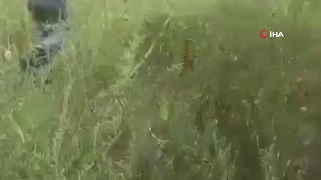 Jandarma zehir tacirlerine göz açtırmadı: 783 kök Hint Keneviri ele geçirildi