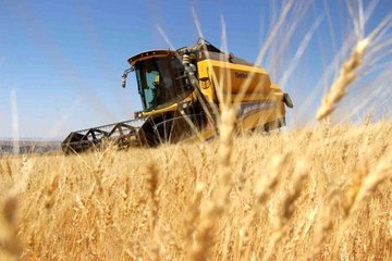 Harabede bir avuç bulundu, 8 yılda yaklaşık 70 tona ulaştı