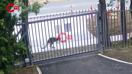 Rusya’nın Avustralya’daki büyükelçilik binasına girmeye çalışan kanguru başarılı olamadı