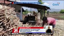 Lokal na industriya ng asukal, duda raw sa pahayag ng SRA na kulang ang asukal sa bansa | 24 Oras