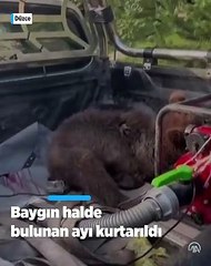 Düzce'de balın dozunu kaçırdığı için bitkin düşen ayıya isim aranıyor