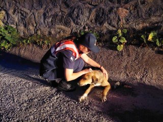 Son Dakika | Jandarma ekipleri yaralı köpek için seferber oldu