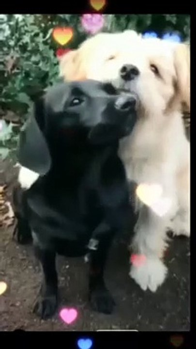 Cutest Baby  Dogs Lovely Moments