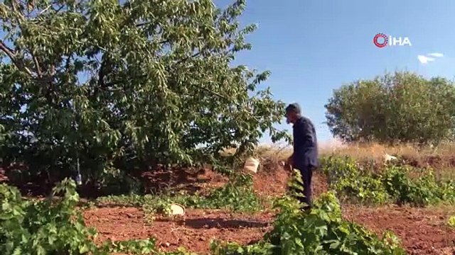 Yaşına aldırış etmiyor, 'bozkır'ı diktiği ağaçlarla yeşillendirdi