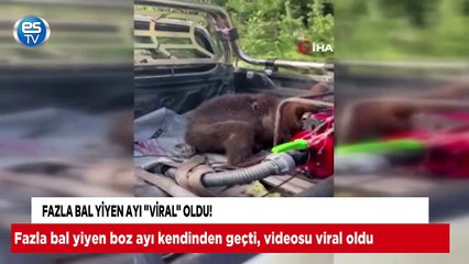 Fazla bal yiyen ayı viral oldu!