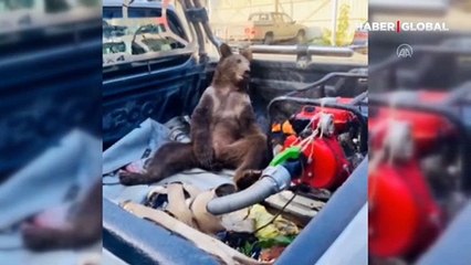 Bal komasına giren ayıyı bulan ormancı o anları anlattı: İlk başta baktık, korktuk tabii