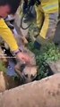 Vídeo: Cão salvo pelos sapadores florestais de fogo na Serra da Estrela